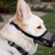PORTI IL CANE A SPASSO IN APERTA CAMPAGNA? SONO OBBLIGATORI COMUNQUE GUINZAGLIO E MUSERUOLA!